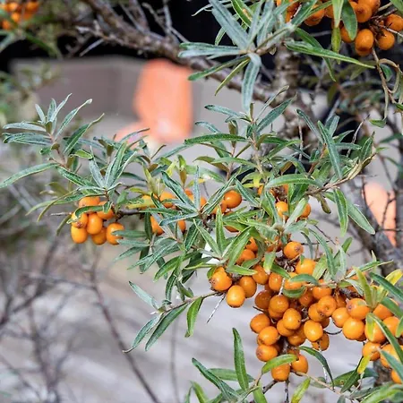 Tv1560-bindslev-svallerhulvej-32 Casa vacanze